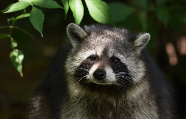 Картинка взгляд, листья, свет, природа, темный фон, портрет, енот, мордашка