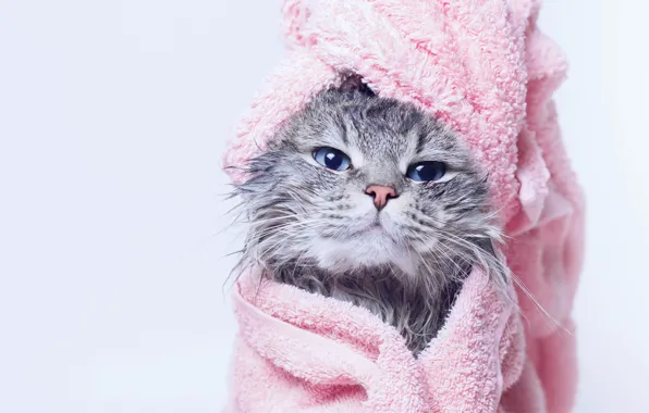 Кошка, кот, взгляд, морда, мокрый, портрет, полотенце, розовое