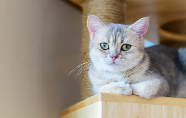 Кошка, взгляд, поза, котенок, серый, стена, лежит, мордашка