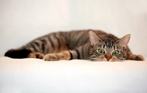 Картинка кот, взгляд, полосатый