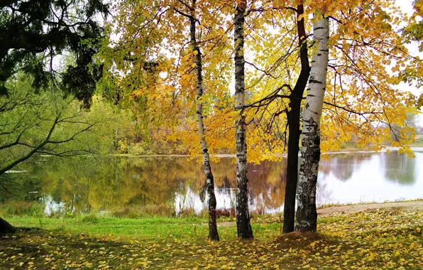Осень, листья, вода, природа, березы