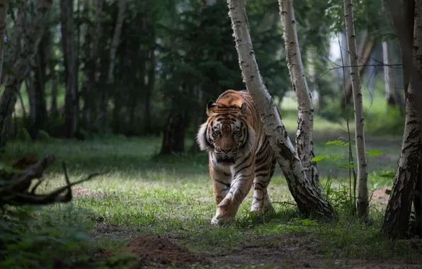 Картинка лес, тигр, хищник, дикая кошка