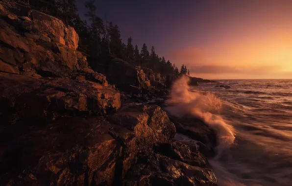 Rock, sea, coast, sunset, tree, wave