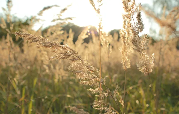 Картинка поле, осень, трава, солнце, макро, природа, красота, вечер