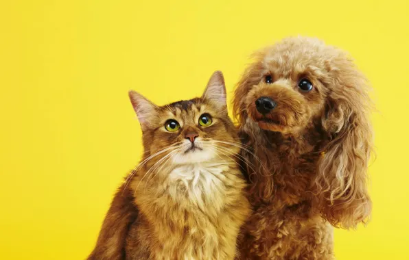 Кошка, кот, взгляд, вместе, собака, рыжие, парочка, друзья