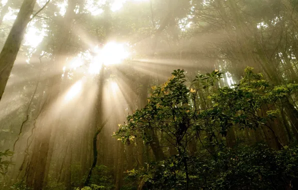 Картинка лес, лето, лучи, деревья, природа, туман, фото, утро