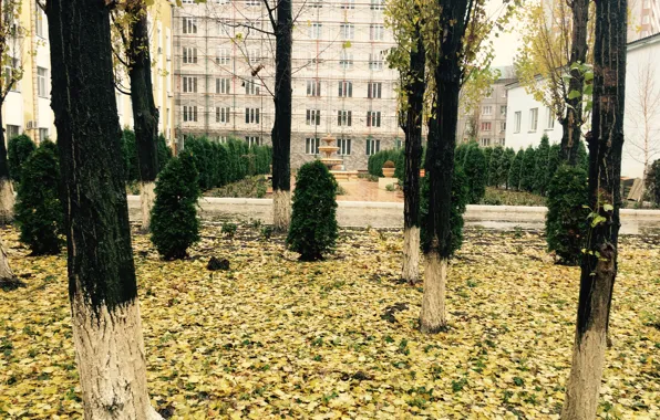 Осень, Листья, Красота