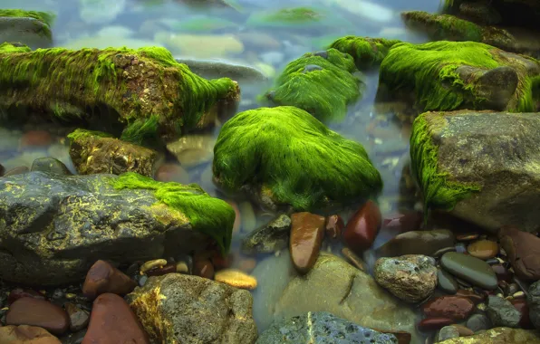 Картинка море, вода, водоросли, природа, камни