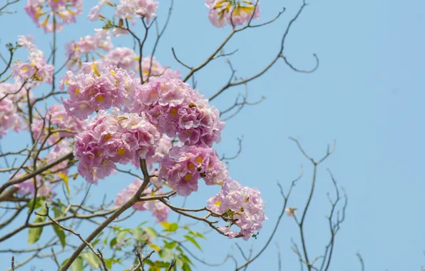 Цветы, ветки, весна, розовые, цветение, pink, blossom, flowers