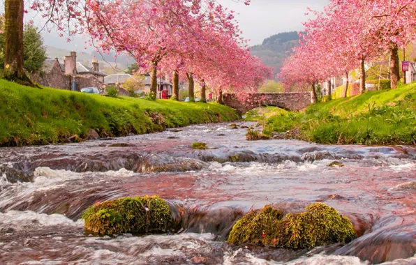 Картинка spring, river, течение, деревья, cherry, blossom, дом, trees