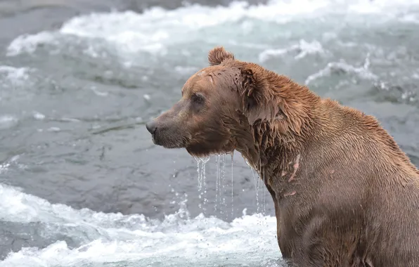 Вода, мокрый, медведь, Аляска