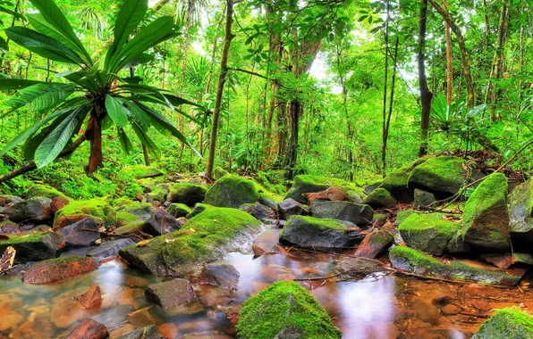 Картинка вода, деревья, природа, пруд, пальмы, растения, джунгли, trees