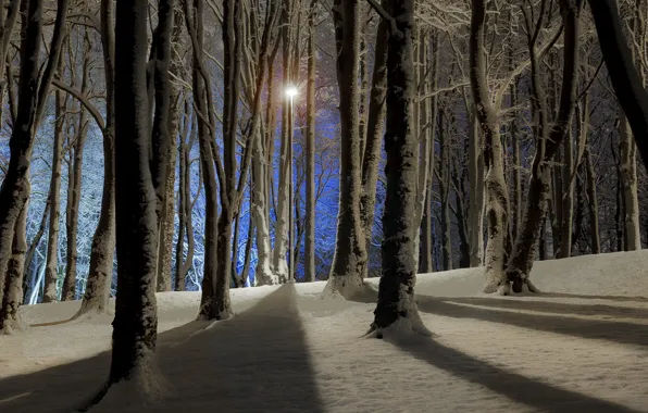 Картинка зима, деревья, ночь