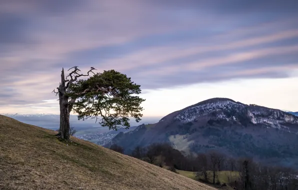 Картинка деревья, горы, природа