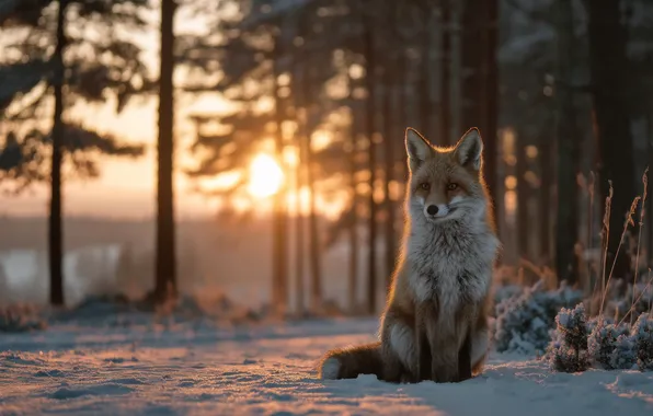 Зима, лес, взгляд, солнце, лучи, свет, снег, деревья