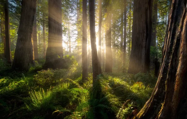Картинка лес, лучи, деревья, Калифорния, солнечный свет, секвойи