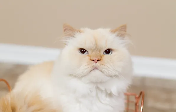 Кошка, белый, кот, взгляд, морда, портрет, пушистый, фотосессия