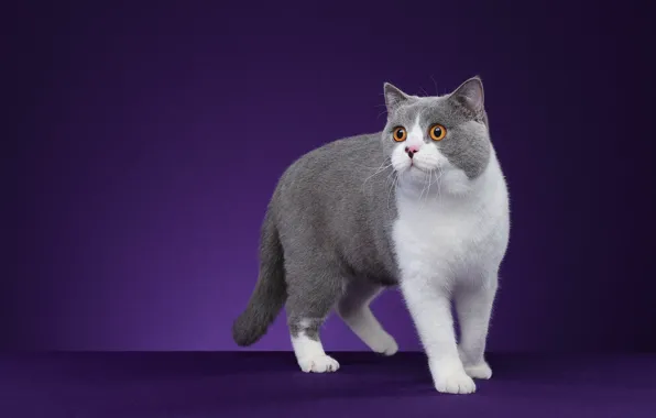 Кошка, кот, взгляд, поза, мордашка, фиолетовый фон, фотостудия, серый с белым
