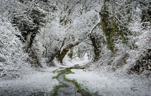 Картинка лес, снег, природа