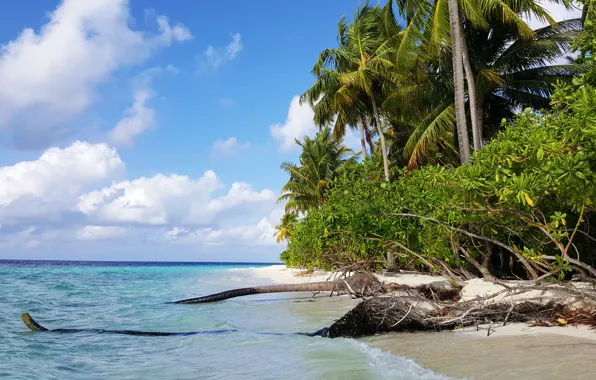 Пляж, тропики, пальмы, океан, остров, экзотика, белый песок, Мaldives