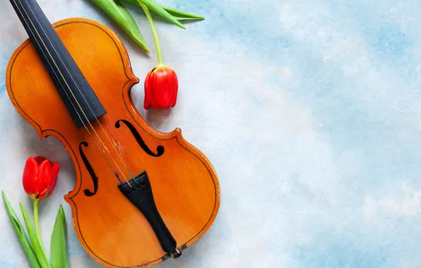 Картинка цветы, музыка, скрипка, тюльпаны