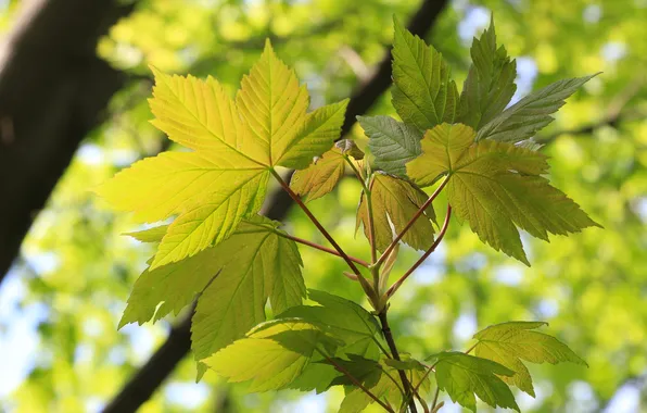 Nature, spring, leaf, twig