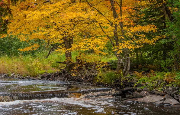 Осень, деревья, река, поток