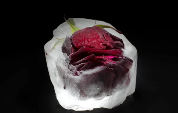 Картинка цветок, роза, лёд