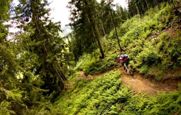 Природа, спортсмен, велосипедист, mountain bike