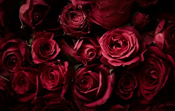 Картинка цветы, фон, розы, красные, red, бутоны, fresh, flowers
