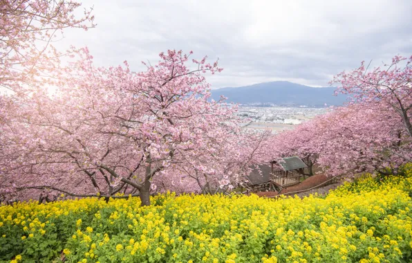 Деревья, цветы, парк, весна, сакура, цветение, pink, blossom