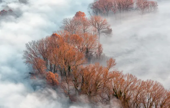 Картинка деревья, природа, туман