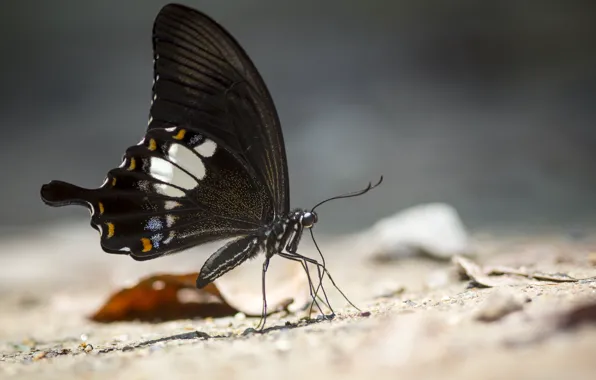 Насекомое, insect, Erik Karits, семейство парусников, Papilio hospiton, day butterfly, family of sailboats, дневная бабочка