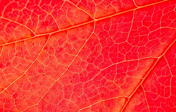 Картинка осень, природа, лист, текстура