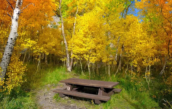 Осень, лес, тропа, скамья