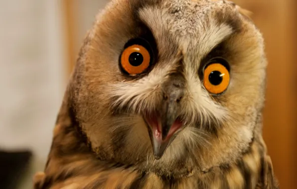 Animals, brown, owl