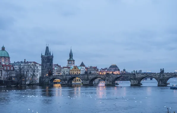 Water, birds, evening, Prague, architecture, cityscape, ducks, cloudy