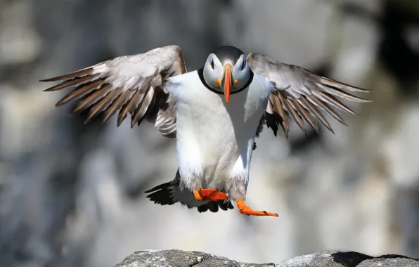 Птица, Puffin, Landing