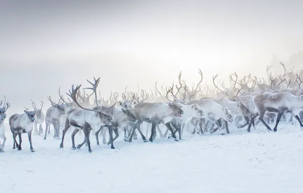 Рога, стадо, северный олень
