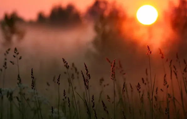 Картинка трава, солнце, закат, вечер