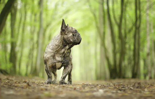 Взгляд, друг, собака