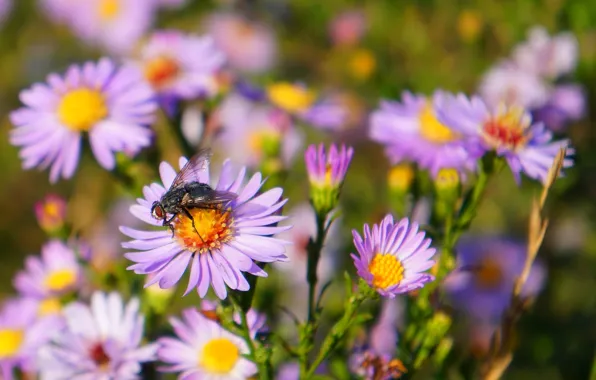 Flower, autumn, blooming, aster