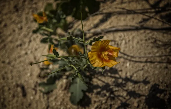 Green, summer, Flower, orange, Cappadocia, Kide FotoArt