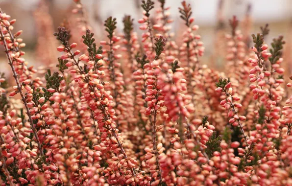 Flowers, autumn, garden, blooming, heathers