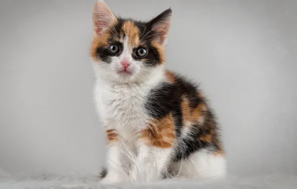Котенок, фон, малыш, окрас, киса
