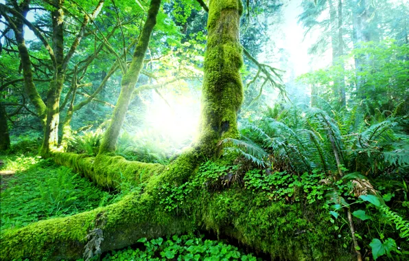 Картинка зелень, лес, трава, солнце, деревья, тропики, мох, джунгли