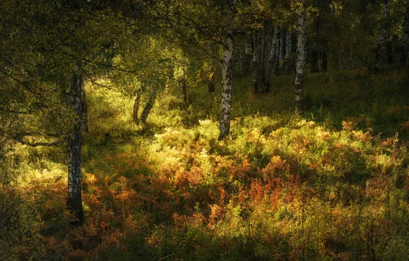 Картинка осень, лес, трава, солнце, деревья, березы