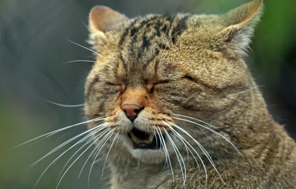 Усы, морда, дикая кошка, Среднеевропейский лесной кот