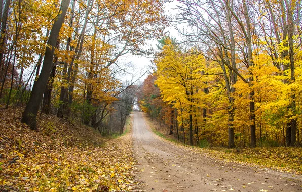 Картинка дорога, осень, лес, деревья