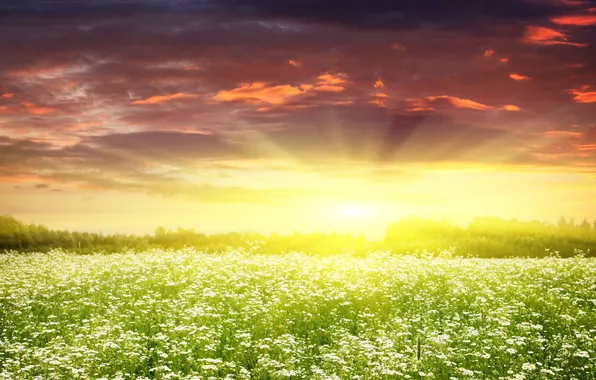 Картинка небо, солнце, пейзаж, цветы, природа, поляна